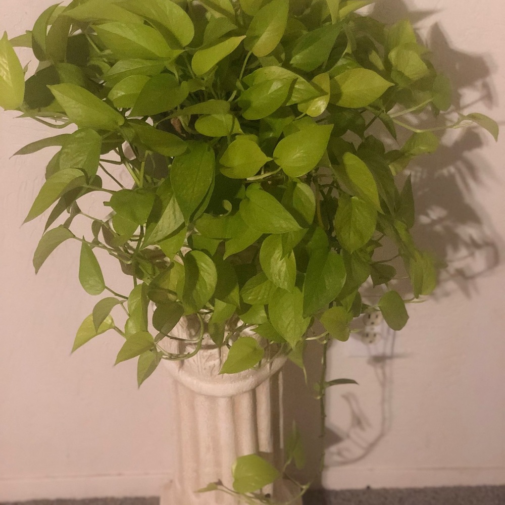 Neon Pothos